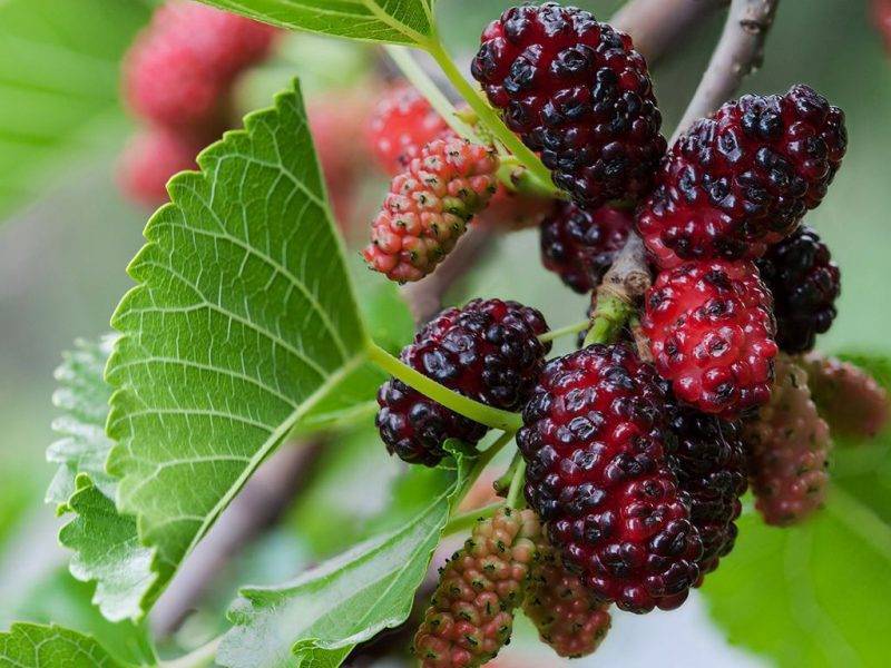 Шелковица купить саженцы из питомнике в Анапе