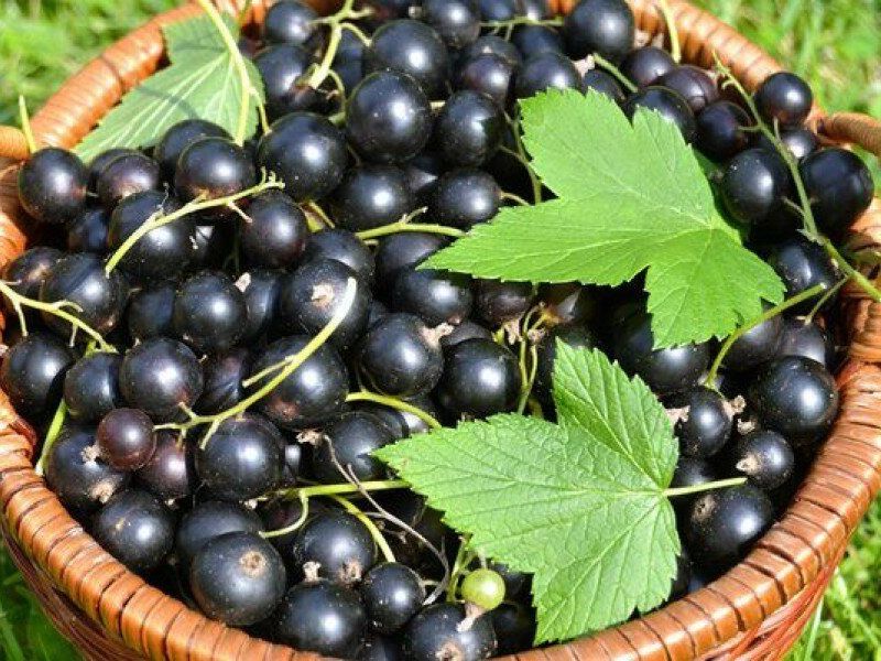 Смородина купить саженцы из питомника в Анапе