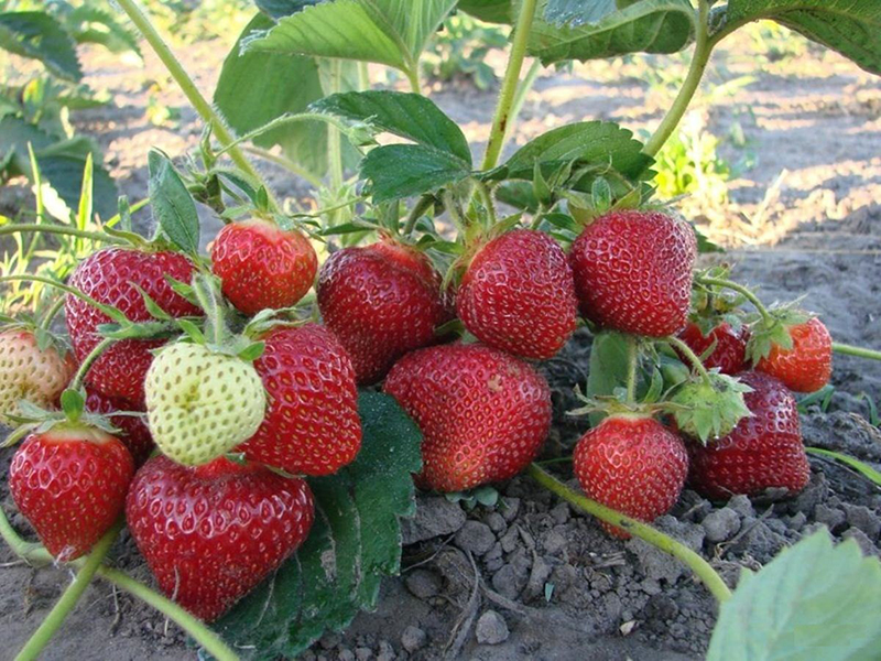Клубника купить саженцы из питомника в Анапе