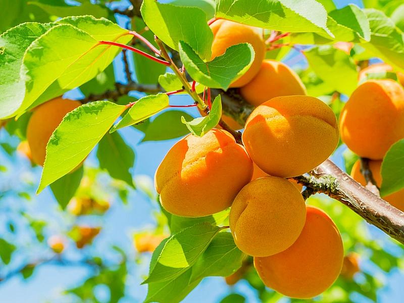 Абрикос купить саженцы из питомнике в Анапе