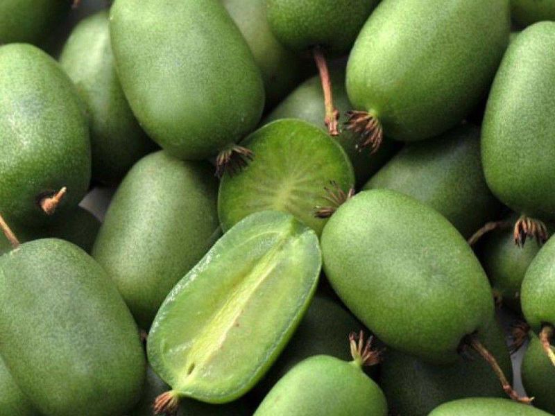 Актинидия купить саженцы из питомнике в Анапе