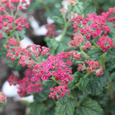 Спирея "БУЛАТА" (стакан Р9)