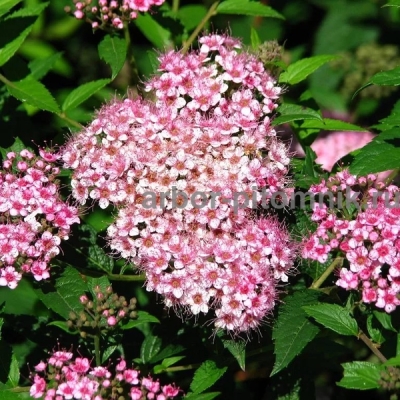 Спирея "БУМАЛЬДА" (стакан Р9)