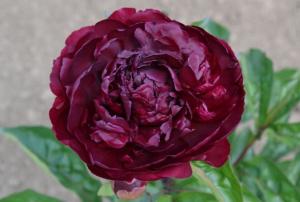 Пион "МСЬЕ МАРТЕН КАЮЗАК"