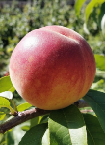 Персик "ГЛОРИЯ" " срок созревания конец августа